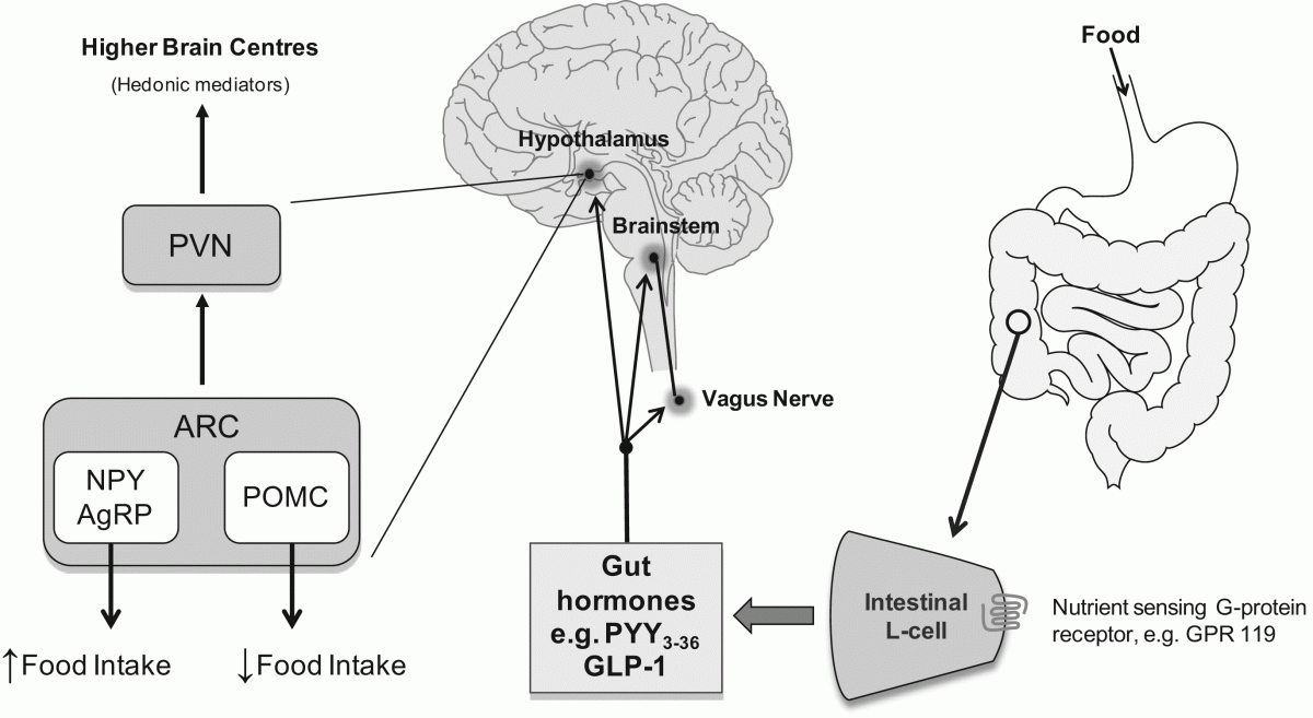 Брейн инструкция. Gut Brain Axis. Структура Гатс диаграмма. Hormones and Brain. PYY Hormone.